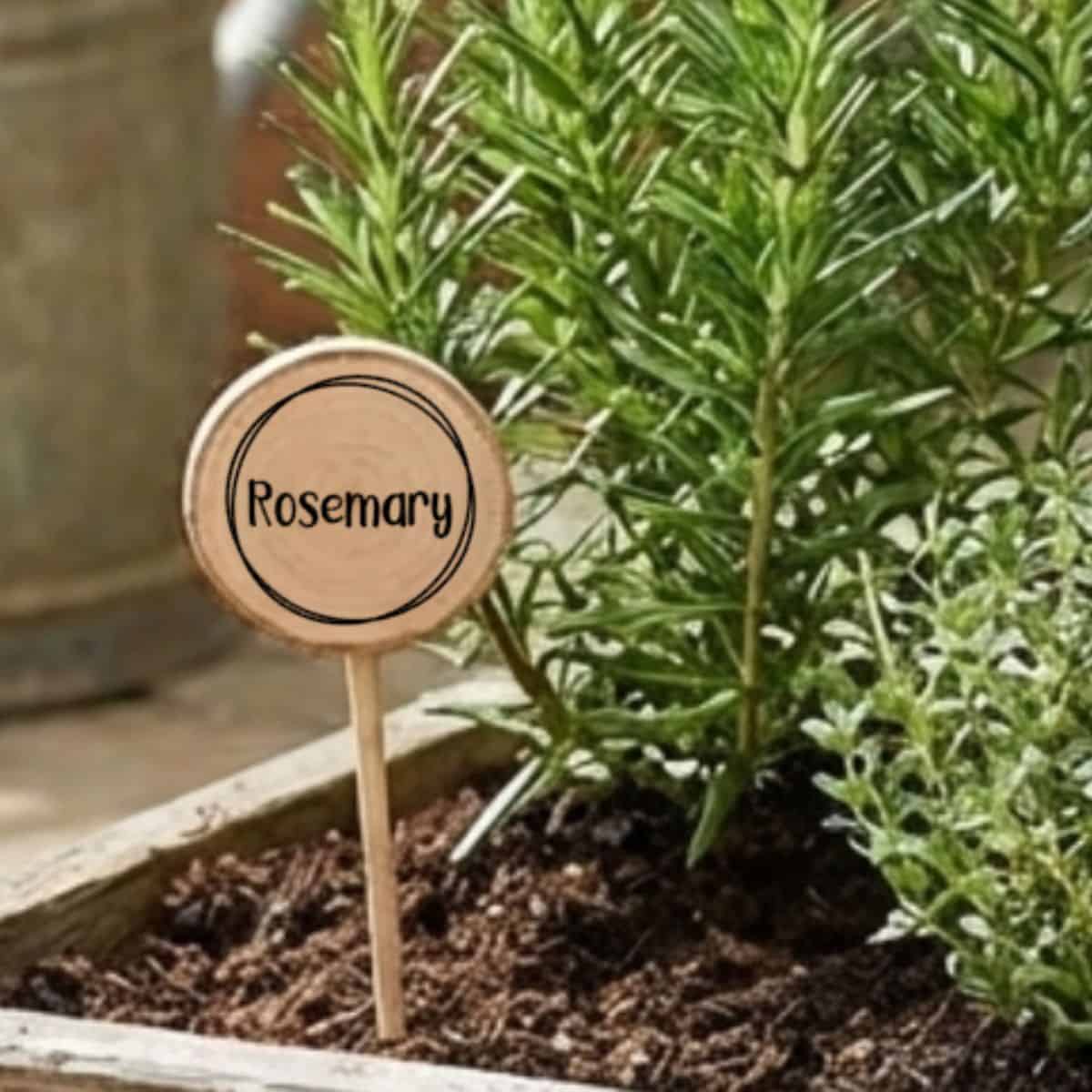 Wooden plant marker labeled Rosemary placed in soil beside a growing rosemary plant in a raised garden bed.