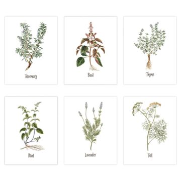 Set of six botanical herb illustrations featuring rosemary, basil, thyme, mint, lavender, and dill, each labeled in elegant script on a white background.