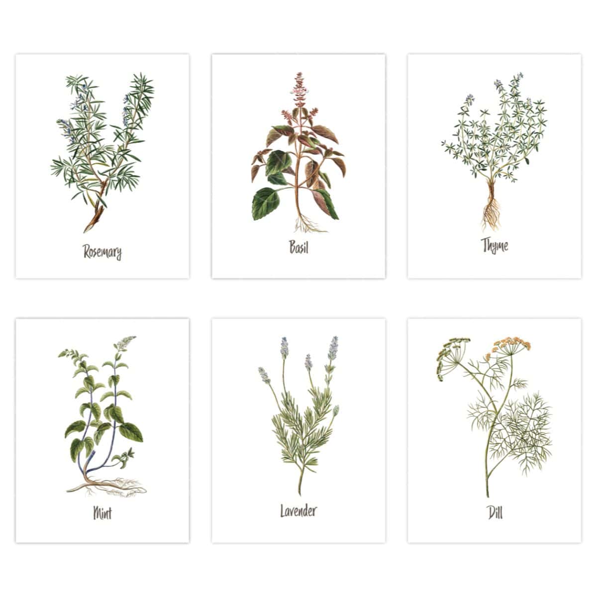 Set of six botanical herb illustrations featuring rosemary, basil, thyme, mint, lavender, and dill, each labeled in elegant script on a white background.