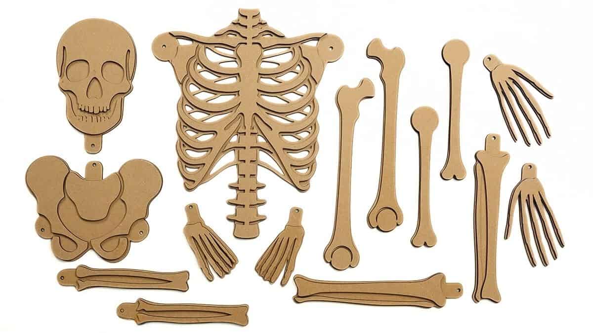 Laser-cut MDF skeleton pieces including skull, ribs, pelvis, arms, legs, hands, and feet, laid out flat for assembly into a posable Halloween decoration.