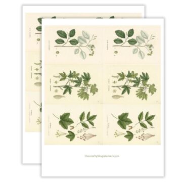 Two printable botanical art sheets featuring vintage-style plant illustrations with green leaves and labeled species names on a cream background.