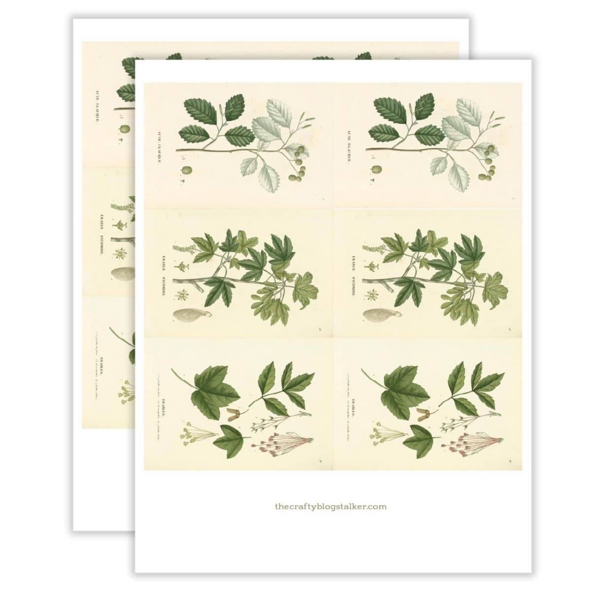 Fall Botanical Printable PDF
Free – Buy Now Checkout
Added to cart