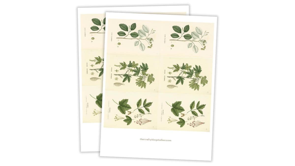 Two printable botanical art sheets featuring vintage-style plant illustrations with green leaves and labeled species names on a cream background.